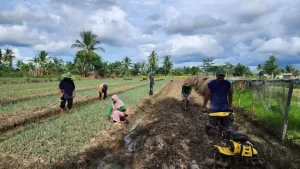 Cerita Petani dalam Merauke yang tersebut Produktivitasnya Makin Naik Berkat Proyek Pemberdayaan Klaster Usaha dari BRI