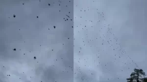 Berbagai Laba-laba Berjatuhan dari Langit, Hal ini Penyebabnya