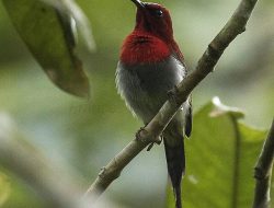 6 Burung Pemakan Nektar Endemik Indonesia yang Mencuri Perhatian