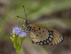 5 Fakta Mengejutkan Tawny Coster yang Hanya Terbang 3 Meter