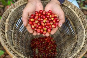 Kopi Mengatasi Sembelit, Mitos atau Fakta?