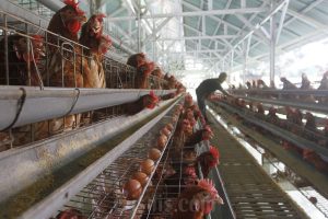 Gerak Saham Ayam Saat Danantara Siap Luncurkan Investasi Rp20 Triliun