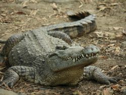 6 Fakta Menarik tentang Rahang Buaya, Sang Penguasa Kekuatan Alam