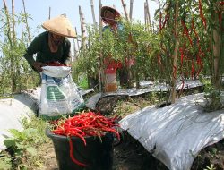 Panen Cabai dan Kemitraan Bisnis Baru, Bukti Sukses Transformasi PETI di Darmo