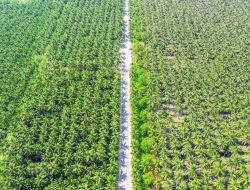 Kesultanan Deli dan Berdirinya Perkebunan Sawit Pertama di Indonesia
