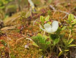 5 fakta menarik cloudberry, buah emas Arktik yang bernilai tinggi