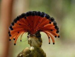 5 fakta menarik tentang royal flycatcher, burung langka berwarna-warni