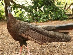 5 Fakta Menarik Burung Great Argus, yang Punya Display Sayap Terbaik