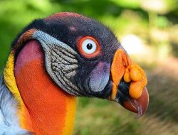 5 Fakta Menarik Elang Raja, Burung Pemakan Bangkai dengan Wajah Unik