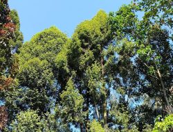 5 fakta menarik pohon barus, aroma istimewa yang memikat