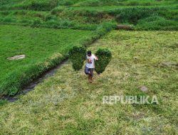 Senyum Petani Kecil Pengisi Bahan Baku MBG