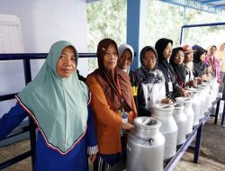 Di balik kualitas susu, perempuan tangguh menjaga prosesnya