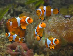 Ikan Apa yang Tidak Bisa Berenang? Teka-Teki Hewan Menantang