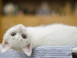 10 Makna Mimpi Anak Kucing Mati, Simbol Kehilangan Kepolosan