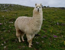 Video Lama Harrison Ford Kembali Viral, Terkait Banjir dan Longsor Sumatera