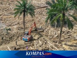 Bareskrim Siap Tetapkan Tersangka Kasus Kayu Gelondongan