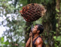 Petani Sawit Minta Penyesuaian Kebijakan Biodiesel untuk Perlindungan