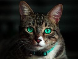 5 cara mengajak kucing liar beradaptasi dengan rumah