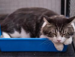 8 cara hilangkan bau kucing dengan soda kue