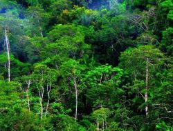Benarkah Laut Hasilkan Oksigen Lebih Banyak Daripada Hutan? Ini Penjelasan Ahli