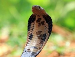 12 makna mimpi ular menggigit saat hamil, apakah tanda buruk?