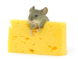 Tikus Cina Berhasil Melahirkan Setelah Misi Antariksa