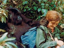 Kisah Dian Fossey, Peneliti Gorila yang Meninggal Misterius pada 1985