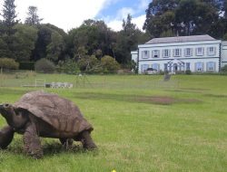 16 makhluk hidup paling tua di dunia, dari hewan hingga tumbuhan