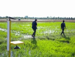 India Kesulitan Air Akibat Produksi Beras Tinggi