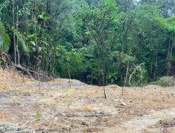 Polisi Tetapkan Tersangka Kasus Pembalakan Hutan Lindung Tombolopao Gowa