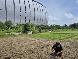 Pertanian Sayur di Sekitar JIS Didorong Program MBG