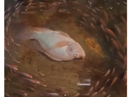 Ikan Kecil Berenang Memutar, Bisa Selamatkan Ikan Mati?