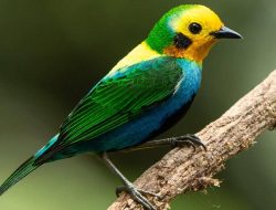 5 Fakta Menarik Burung Tanager Berwarna di Andes yang Terancam Punah