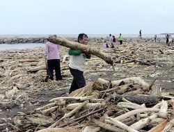 Pantai Tegal Dipenuhi Kayu Akibat Banjir Guci