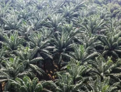 Satgas PKH Diminta Waspadai Risiko Hukum Tanah