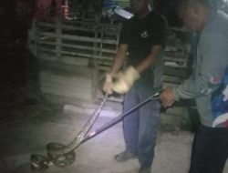 Aksi Damkar Sanga-Sanga Tewaskan Ular Piton di Kandang Ayam Warga