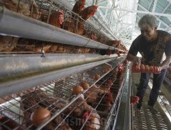 Danantara Salurkan Rp20 Triliun Bangun Peternakan Ayam Terintegrasi untuk MBG