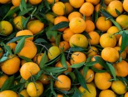 10 Jenis Jeruk Mandarin untuk Tahun Baru Imlek 2026 dan Maknanya