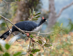 5 fakta menarik tentang horned guan, burung unik Amerika dengan tanduk mencolok