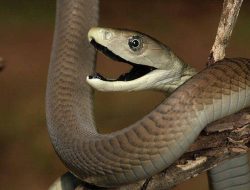 Cara Ular Menghasilkan Racun, Ini Penjelasannya