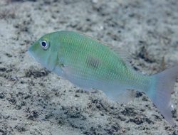 5 fakta menarik lencana tompel segar yang patut diketahui