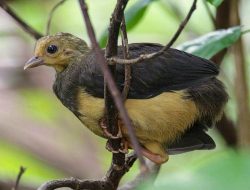 5 Hewan Hebat yang Tumbuh Tanpa Orangtua