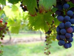 5 Penemuan Louis Pasteur yang Mengubah Dunia dan Menyelamatkan Jiwa