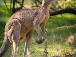 6 Hewan Berkaki Dua dan Keunikan Mereka