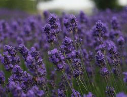 5 Tanaman Hias yang Membawa Kebahagiaan