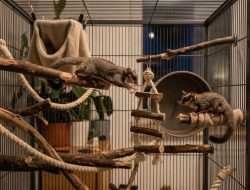 7 cara merawat sugar glider, kandang luas penting