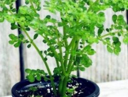 7 Tanaman Terrarium Sederhana untuk Pemula