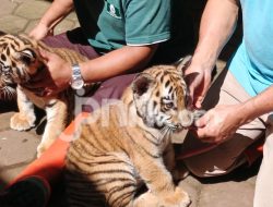 BBKSDA Jabar Bongkar Penyebab Kematian Harimau Benggala Huru dan Hara di Bandung Zoo