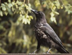 Apakah burung gagak bisa menyimpan dendam?