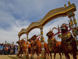 Mengenal Sapi Sonok, Kontes Kecantikan Sapi Betina Madura